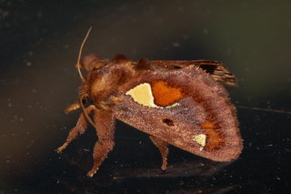 Euclea delphinii, Spiny Oak-slug Moth
