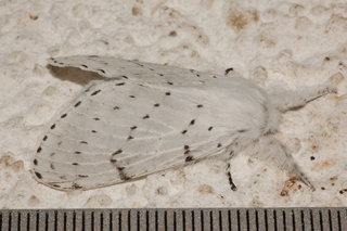 Artace cribrarius, Dot-lined White, female