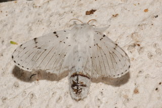 Artace cribrarius, Dot-lined White, female