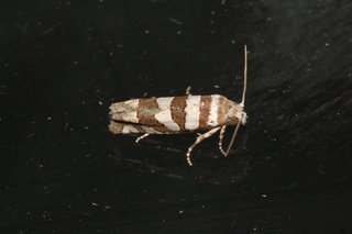 Eucosma robinsonana, Robinsons Eucosma Moth