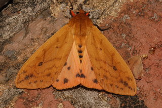 Pyrrharctia isabella, Isabella Tiger Moth
