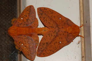 Anisota stigma, Spiny Oakworm Moth, 2, mating