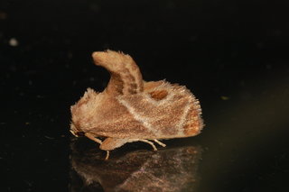 Apoda biguttata, Shagreened Slug Moth