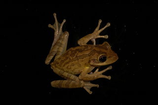 Osteopilus septentrionalis, Cuban Treefrog
