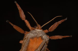 Antheraea polyphemus, Polyphemus Moth, female, antennae