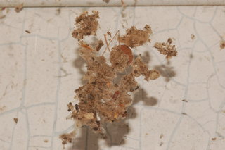 Tidarren sisyphoides, nest, deserted