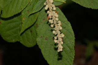 Clethra alnifolia, Sweet Pepperbush
