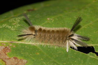 Halysidota tessellaris, Banded Tussock Moth, larva