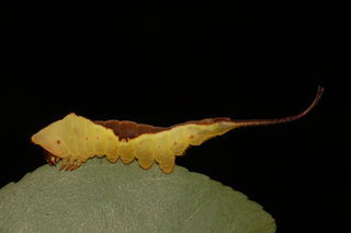 Furcula borealis, White Furcula, larva