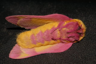 Dryocampa rubicunda, Rosy Maple Moth, underside, playing dead
