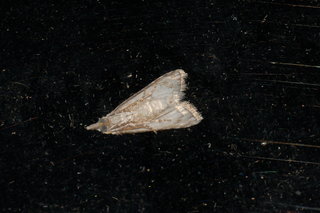 Nola cereella, Sorghum Webworm Moth, underside