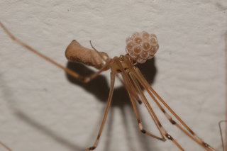 Pholcus phalangioides, Longbodied Cellar Spider, female, with eggs