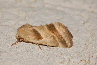 Schinia trifascia, Three-lined Flower Moth