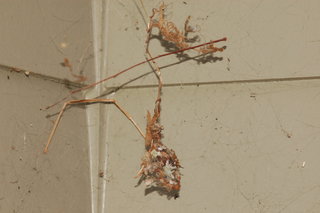 Tidarren sisyphoides, web with lichen nest