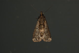 Schrankia macula, Black-spotted Schrankia, underside