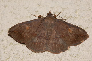 Anticarsia gemmatalis, Velvetbean Caterpillar Moth