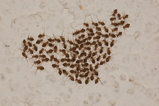 Cerastipsocus venosus, Common Barklouse, nymphs