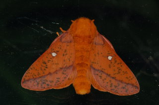 Anisota stigma, Spiny Oakworm Moth