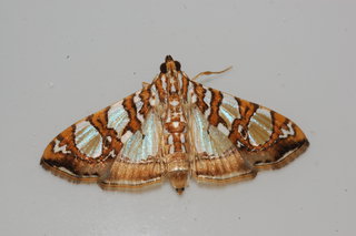 Glyphodes sibillalis, Mulberry Leaftier Moth
