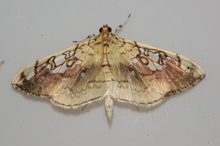 Pantographa limata, Basswood Leafroller Moth