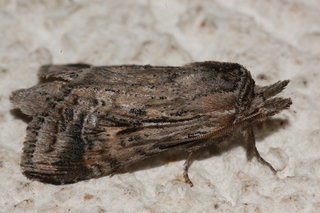 Dasylophia anguina, Black-spotted Prominent