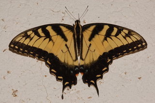 Papilio glaucus, Eastern Tiger Swallowtail