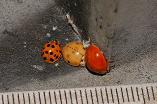Harmonia axyridis, Multicolored Asian Lady Beetle, 3
