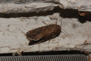 Spodoptera frugiperda, Fall Armyworm Moth, female
