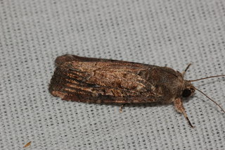 Spodoptera frugiperda, Fall Armyworm Moth