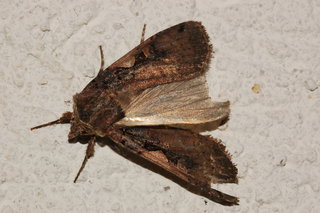Xestia dolosa, Greater Black-letter Dart Moth
