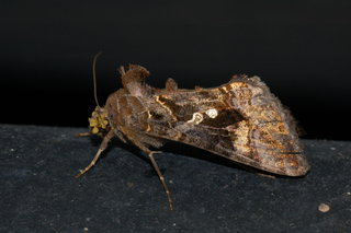 Chrysodeixis includens, Soybean Looper Moth, with pollinaria