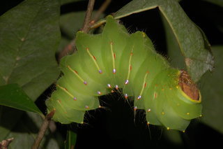 Antheraea polyphemus, Polyphemus Moth, larva, rearing