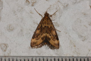 Pyrausta subsequalis, Pyrausta Moth