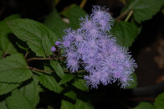 Conoclinium coelestinum, Blue Mistflower, flower