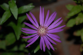 Symphyotrichum georgianum, Georgia Aster, flower