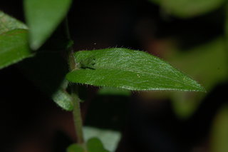 Symphyotrichum georgianum, Georgia Aster, leaf