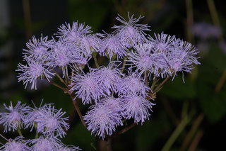 Conoclinium coelestinum, Blue Mistflower, flower