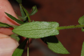 Symphyotrichum georgianum, Georgia Aster, leaf, underside