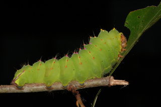 Antheraea polyphemus, Polyphemus Moth, larva, rearing