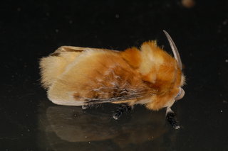 Megalopyge opercularis, Southern Flannel Moth