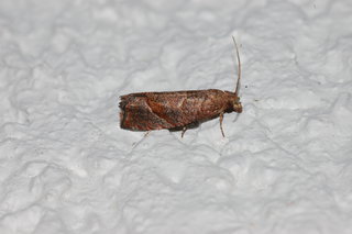 Eucosma derelicta, Derelict Eucosma Moth