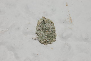 Leucochrysa pavida, Lichen-carrying Green Lacewing