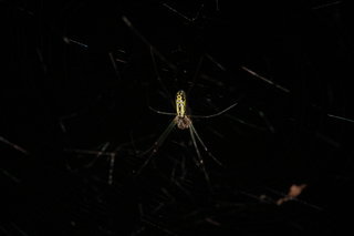 Nephila clavata, Juro Spider, immature
