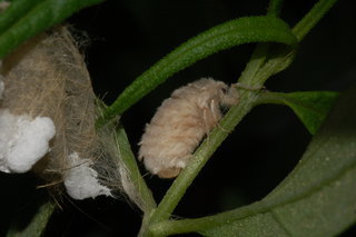 Orgyia leucostigma, White-marked Tussock Moth, female, with eggs