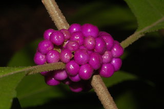 Callicarpa americana, American Beautyberry