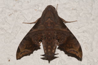 Enyo lugubris, Mournful Sphinx Moth