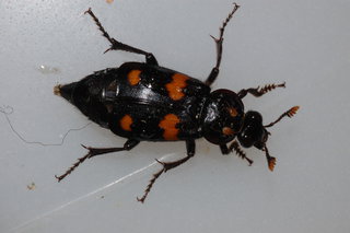 Nicrophorus orbicollis, Roundneck Sexton Beetle
