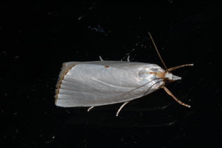Urola nivalis, Snowy Urola Moth