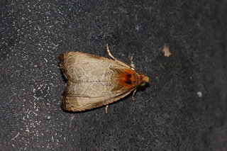 Olethreutes inornatana, Inornate Olethreutes Moth