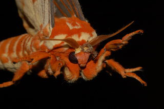 Citheronia regalis, Regal Moth, male